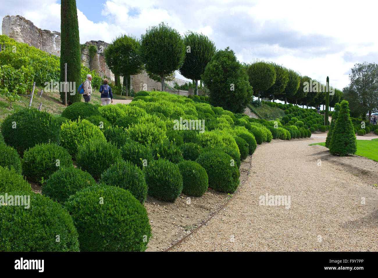 Buxus sempervirens Box balls in the garden of Chateau d'Amboise