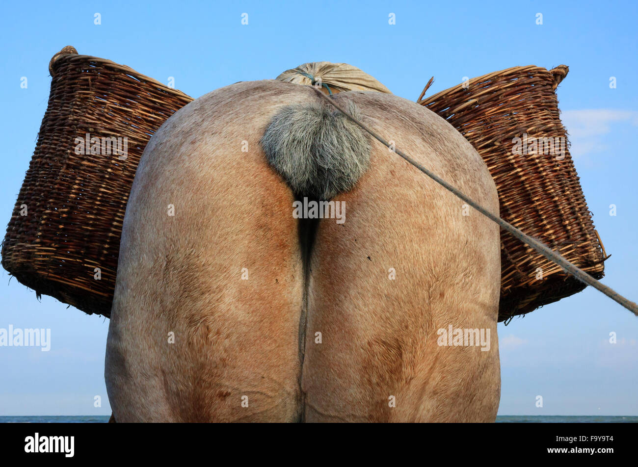 Horse with baskets. Shrimp fishing - the world's last remaining horseback fishermen. Oostduinkerke, Belgium. Stock Photo