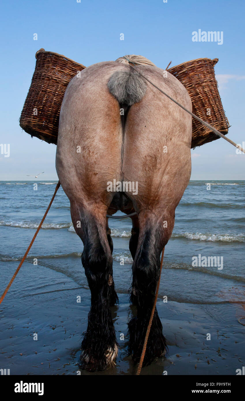 Horse with baskets. Shrimp fishing - the world's last remaining horseback fishermen. Oostduinkerke, Belgium. Stock Photo
