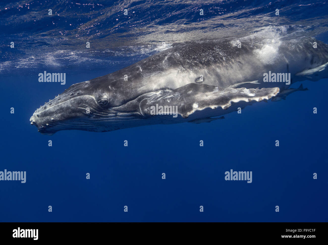 Humpback Whale calf, Vava'u, Tonga Stock Photo