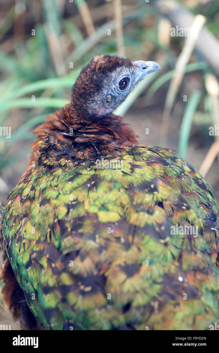 Congo Peafowl (Afropavo congensis Stock Photo Alamy