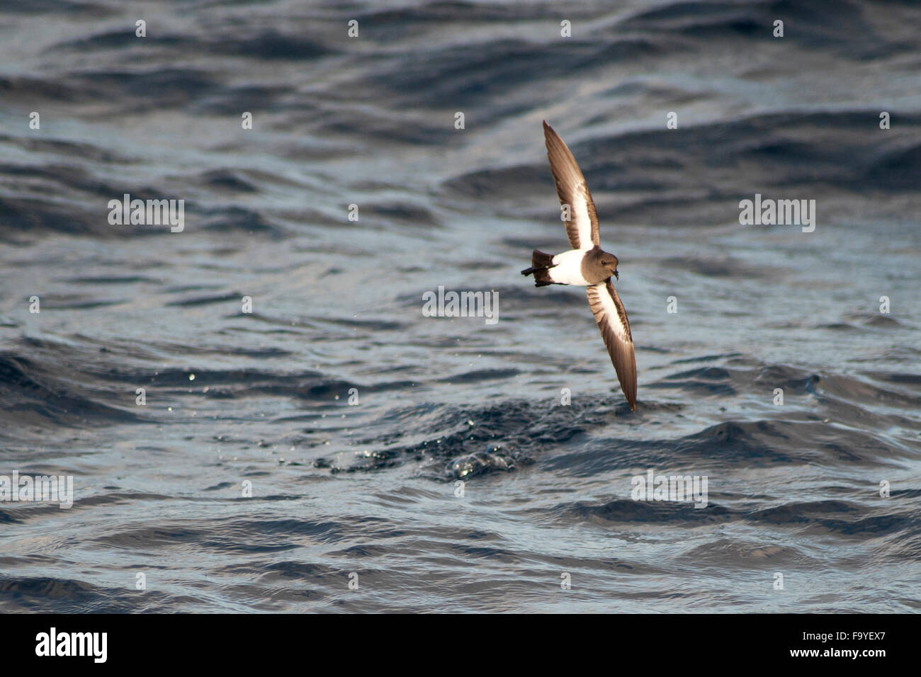 Wilson's storm petrel, Oceanites oceanicus, skimming, near Tristan Da Cunha, South Atlantic Ocean Stock Photo