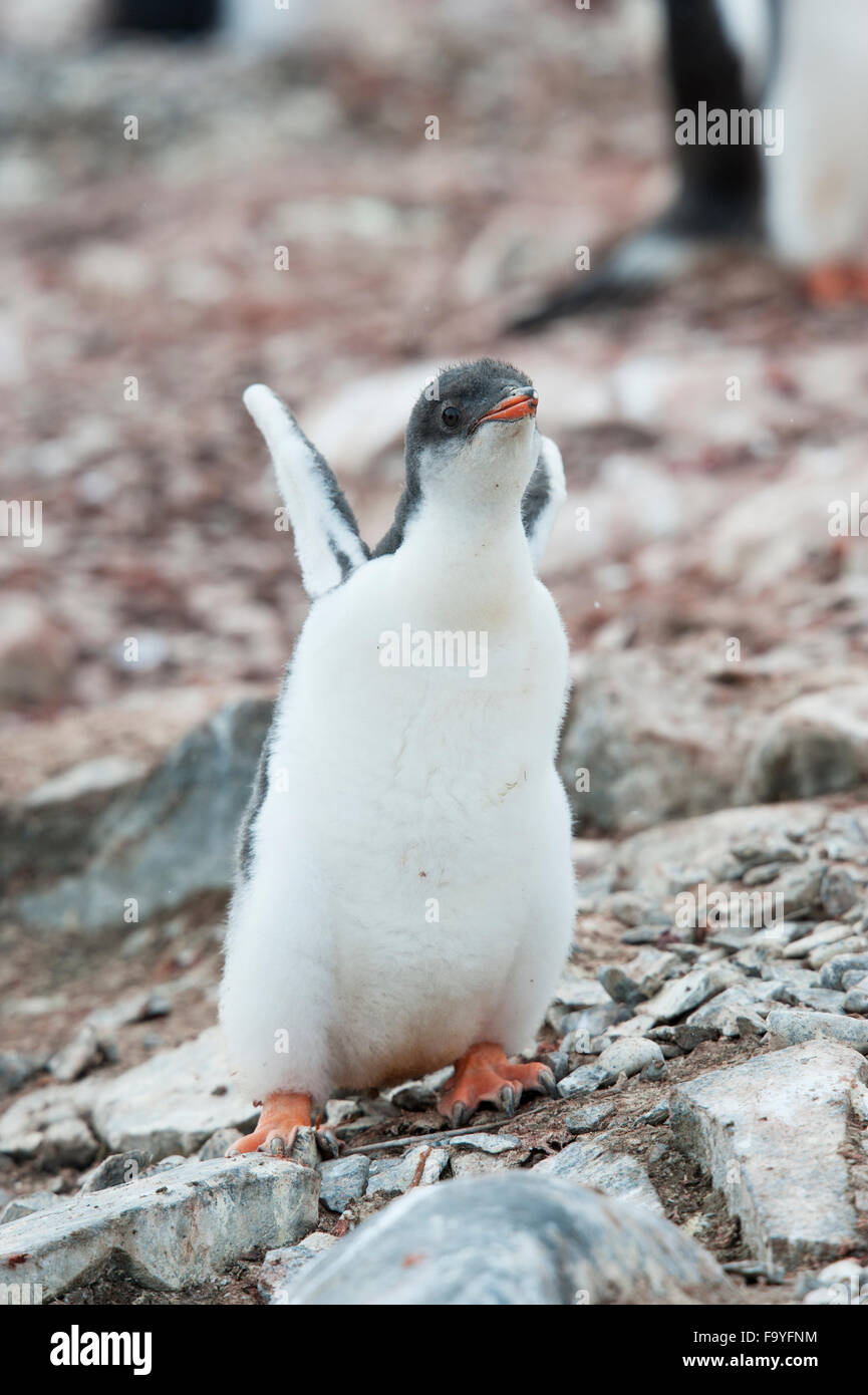 Gentoo penguin chicks, Pygoscelis papua. Hannah Point, South Shetland Islands Stock Photo