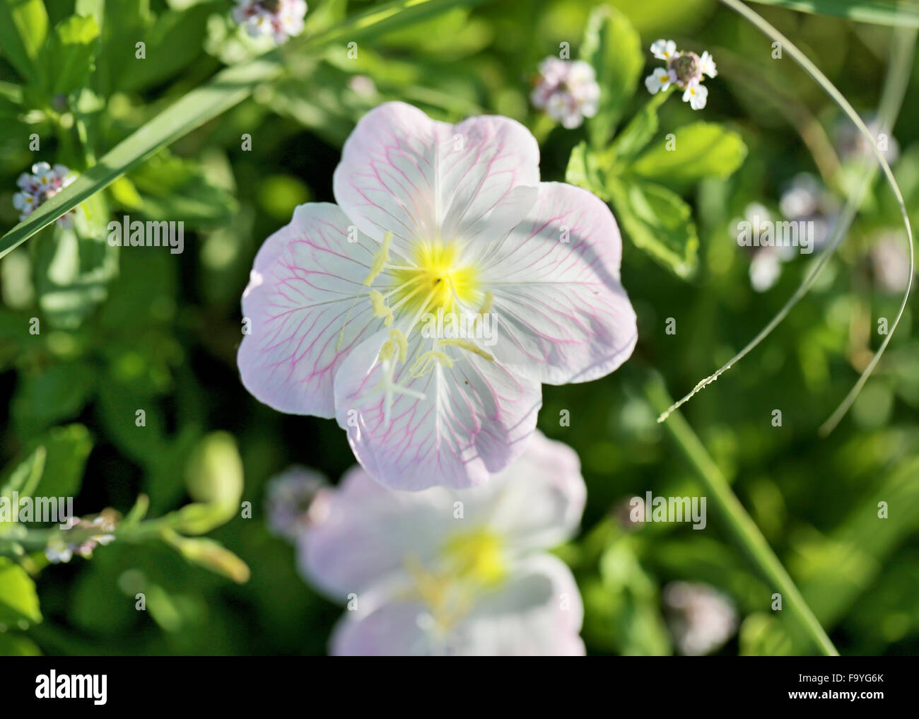 Beautiful bright white flower photographed close up Stock Photo