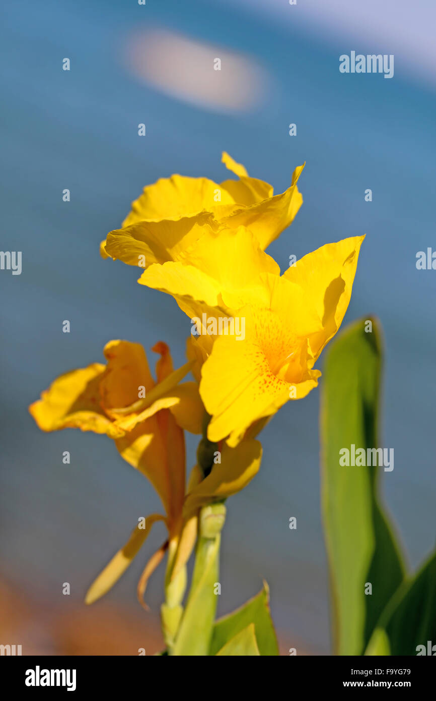 Beautiful bright yellow flower photographed close up Stock Photo