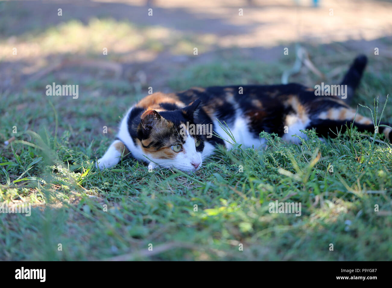 Black cat lying on grass hi-res stock photography and images - Alamy