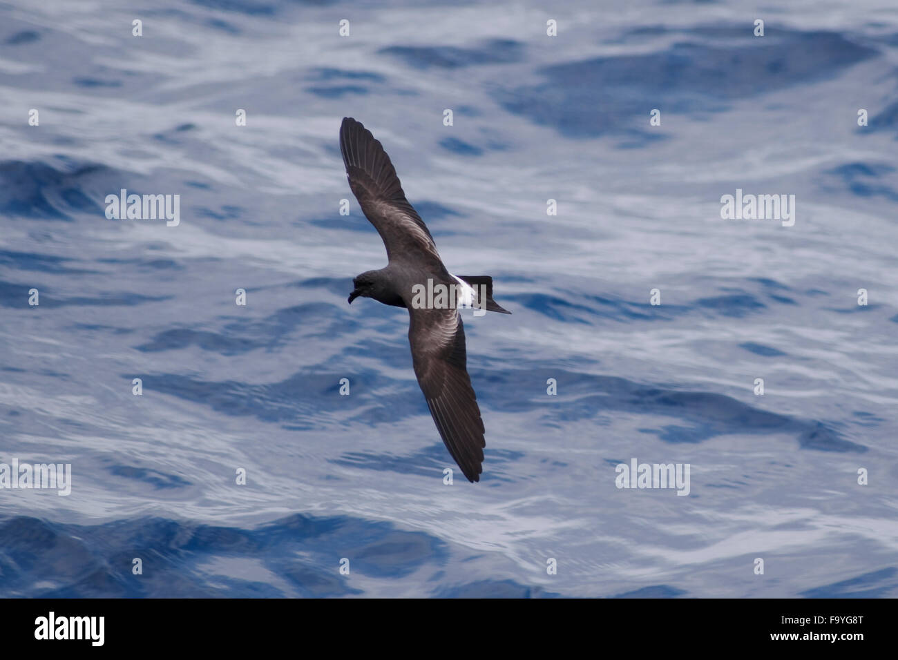 Madeiran Storm Petrel Oceanodroma castro, near island of Saint Helena, South Atlantic Ocean Stock Photo