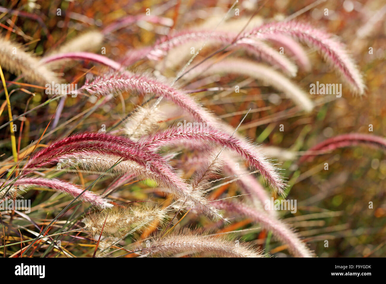 Beautiful bright Golden grass photographed close up Stock Photo