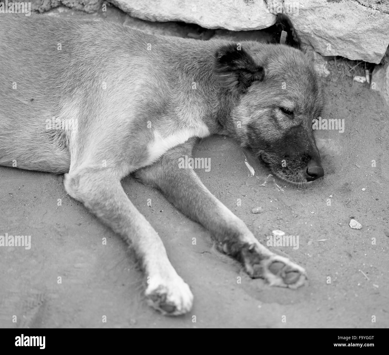 Beautiful black and white image of a dog photographed close up Stock Photo