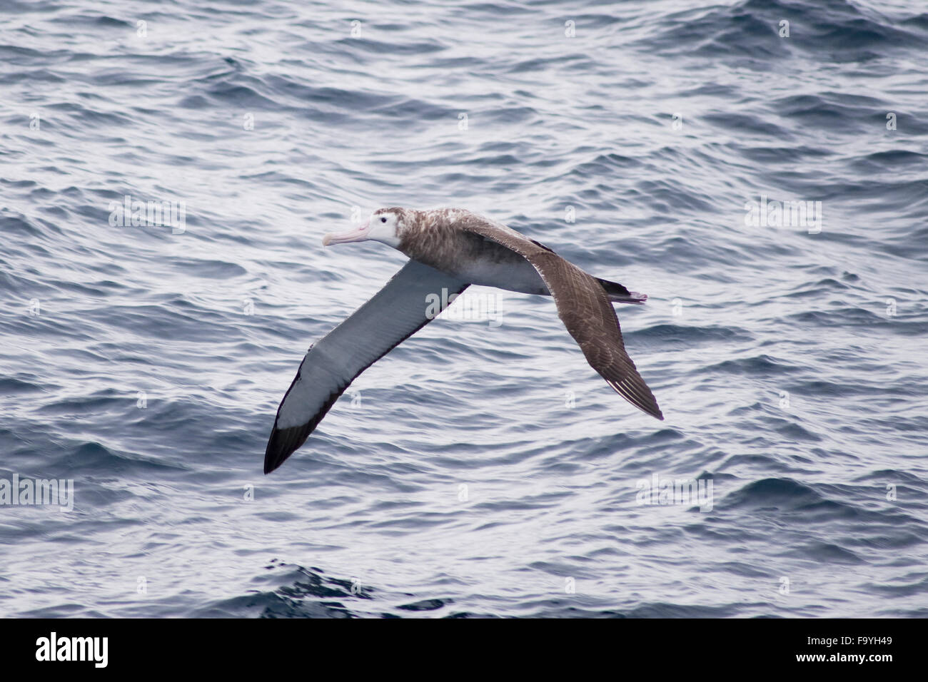 Tristan albatross (Diomedea dabbenena), flying near Tristan Da Cunha, South Atlantic Ocean Stock Photo
