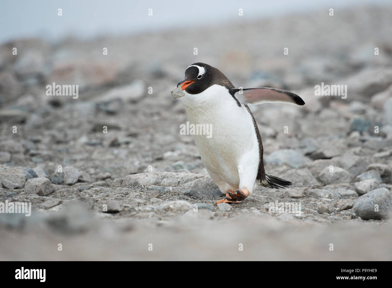 Gentoo penguin, Pygoscelis papua. Neko Harbour Stock Photo