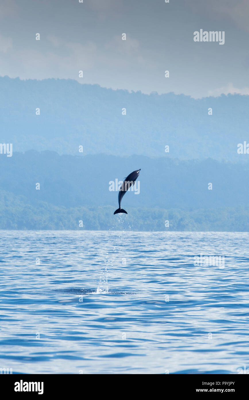 Inshore Pantropical Spotted Dolphin, Stenella attenuata graffmani, jumping, Drake Bay, Osa Peninsuala, Costa Rica, Pacific Ocean Stock Photo