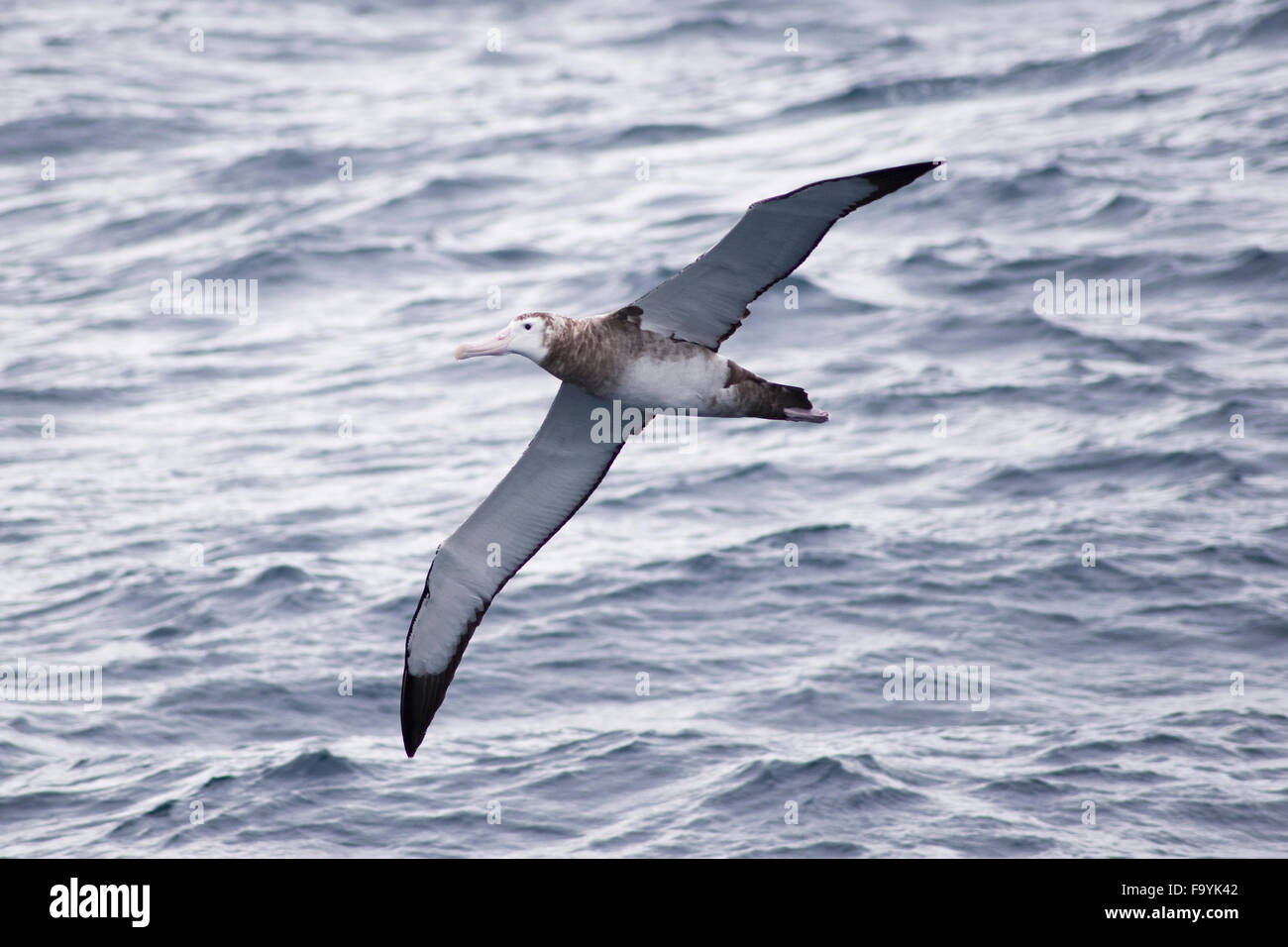 Tristan albatross (Diomedea dabbenena), flying near Tristan Da Cunha, South Atlantic Ocean Stock Photo