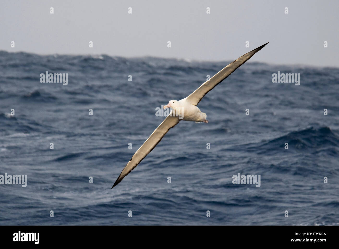 southern royal albatross (Diomedea epomophora), gliding with large wingspan, Drake Passage, Southern Ocean Stock Photo