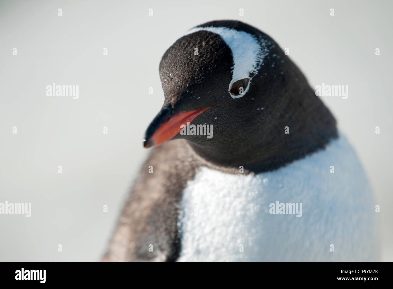 Gentoo penguin, Pygoscelis papua. Neko Harbour Stock Photo