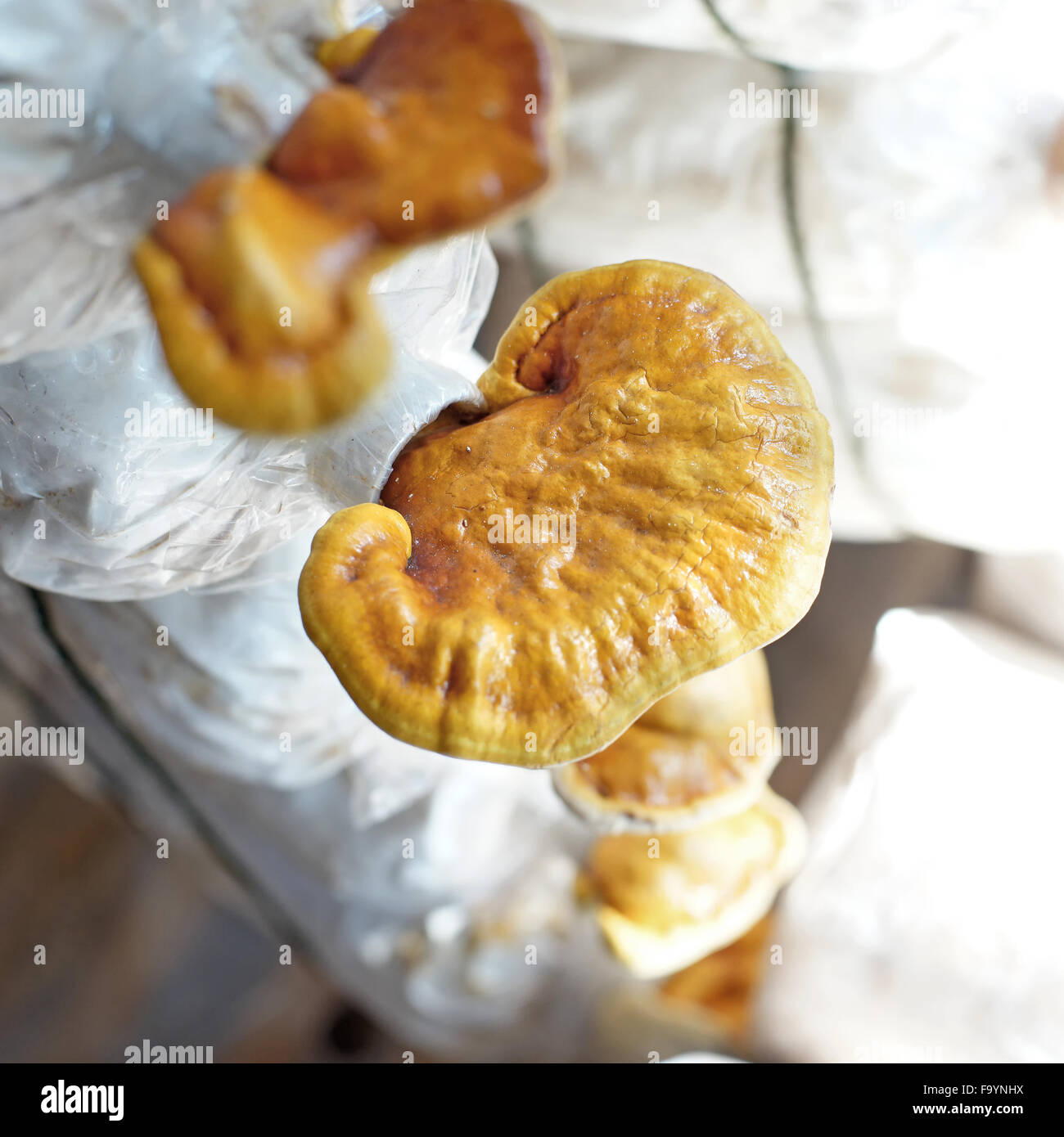 chinese traditional medicine lingzhi mushroom, ganoderma lucidum in nursery bag Stock Photo
