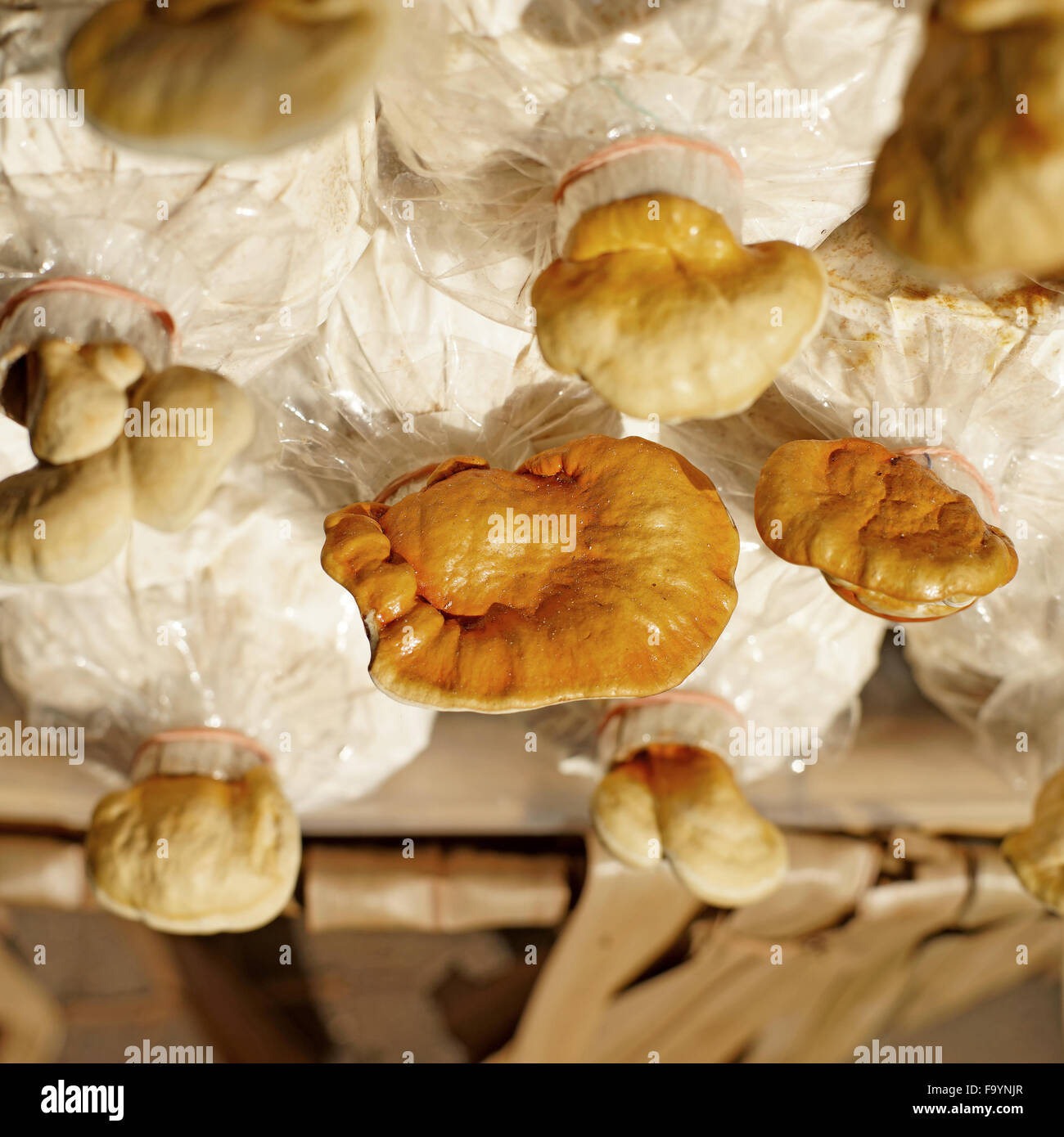 chinese traditional medicine lingzhi mushroom, ganoderma lucidum in nursery bag Stock Photo