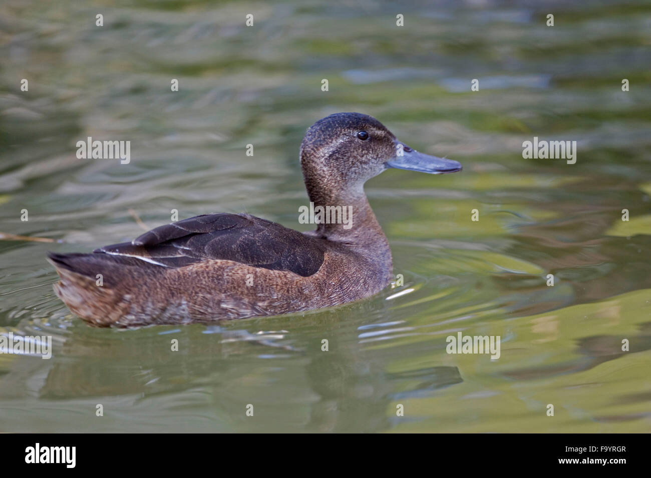 Female Black-headed Duck, Heteronetta atricapilla on the water Stock Photo