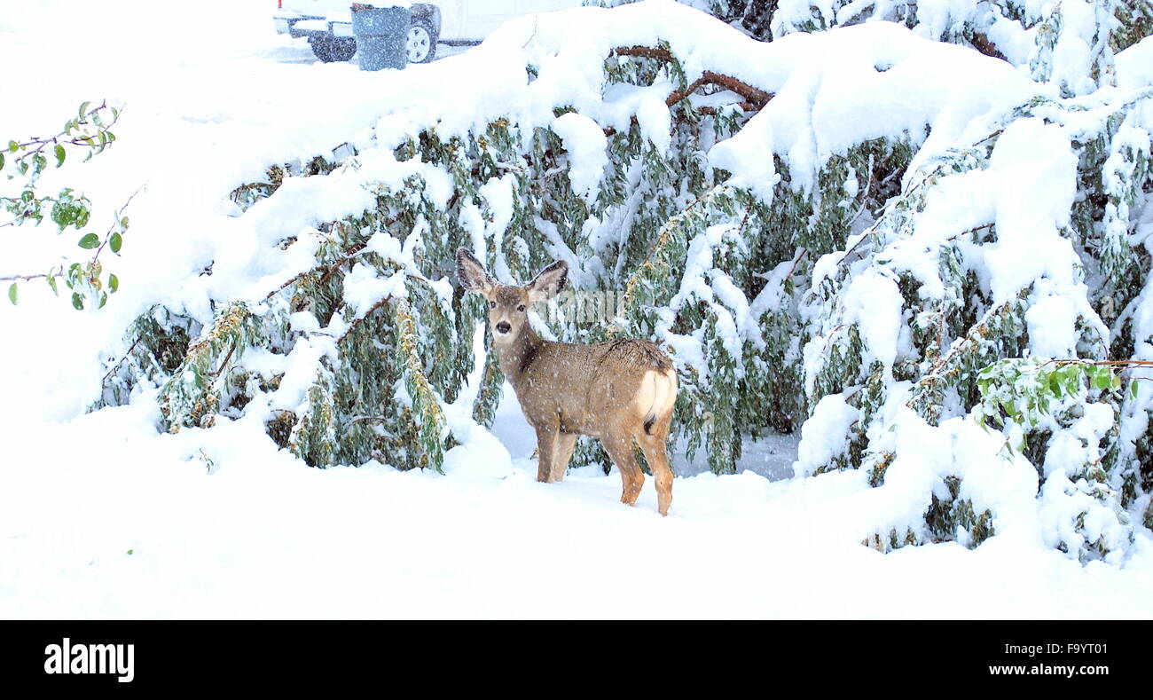 Deer in winter snow Stock Photo - Alamy