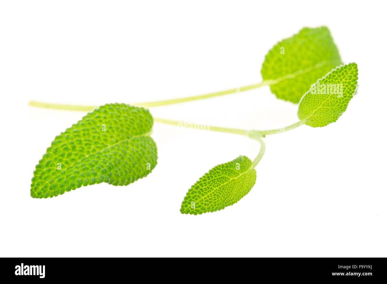 Sage leaf macro Stock Photo Alamy