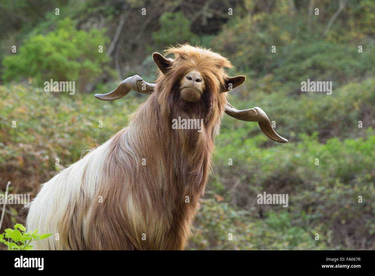 Portrait Of A Male Long Haired Goat Colored In Sepia Stock Photo Picture  And Royalty Free Image Image 7604797