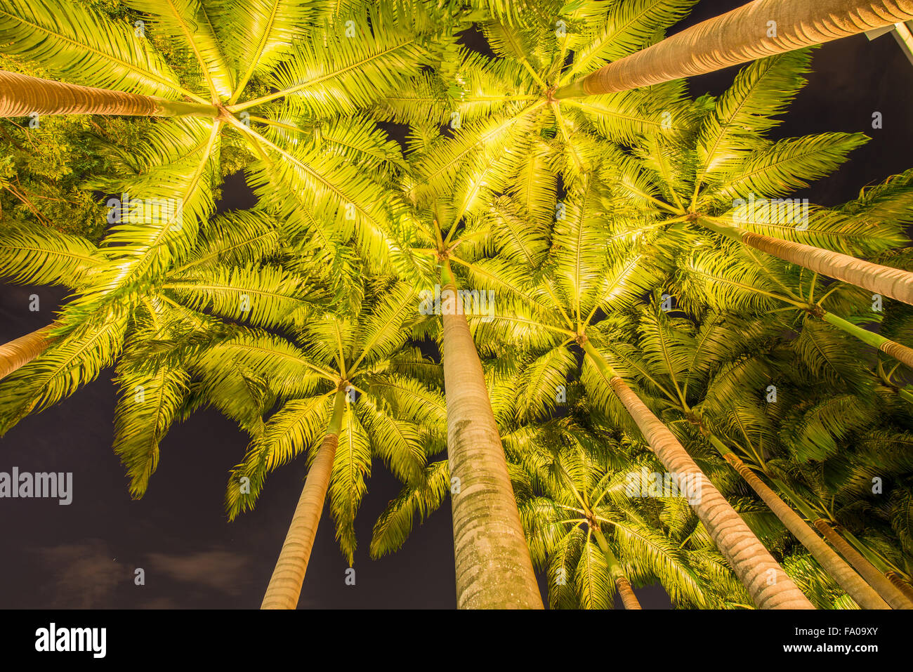 Palm trees during the sunset hours Stock Photo Alamy