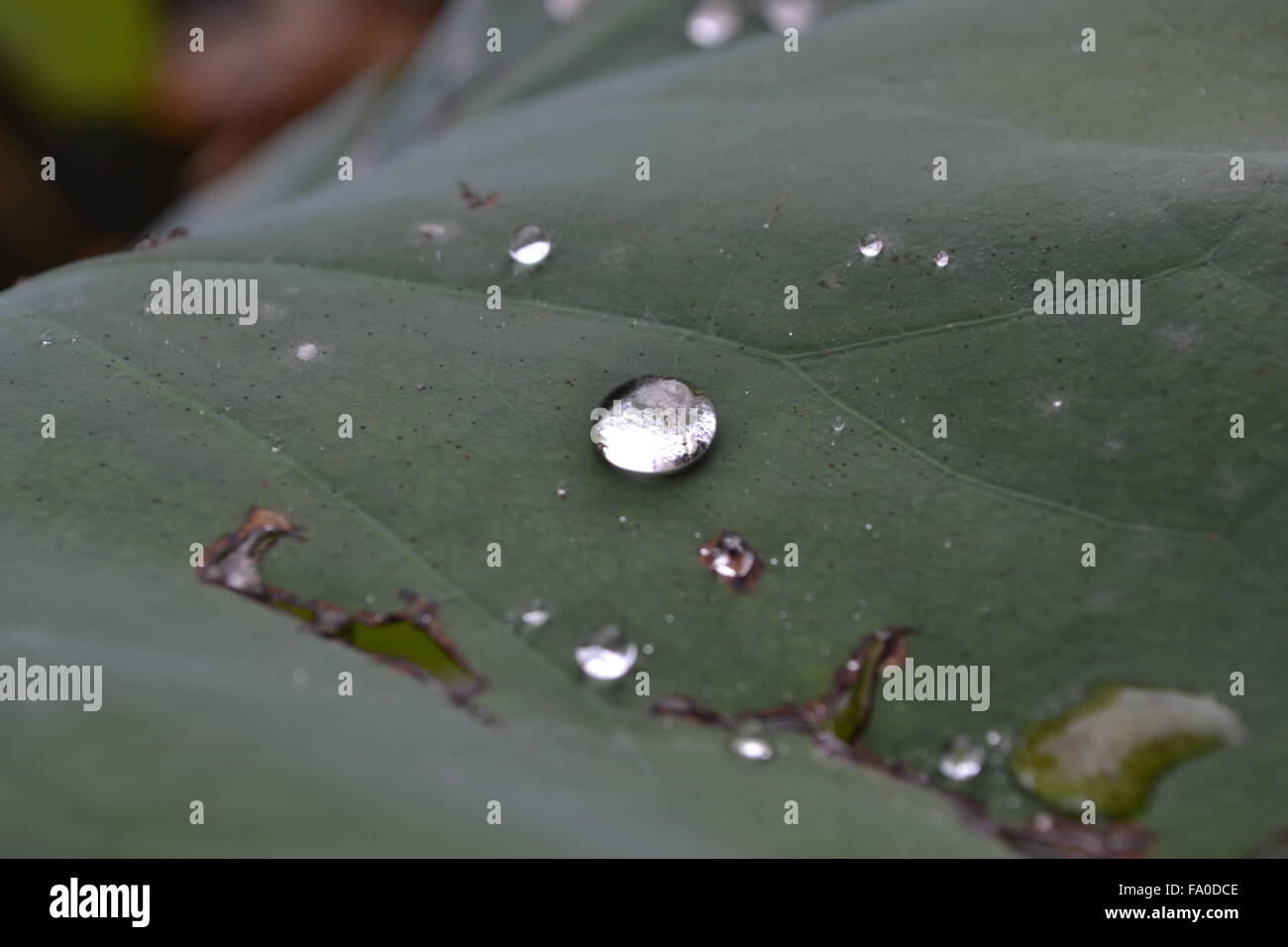 Water drops on lotus leaf hi-res stock photography and images - Alamy