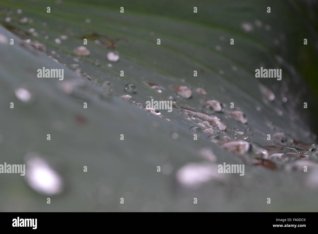 Water drops on lotus leaf hi-res stock photography and images - Alamy