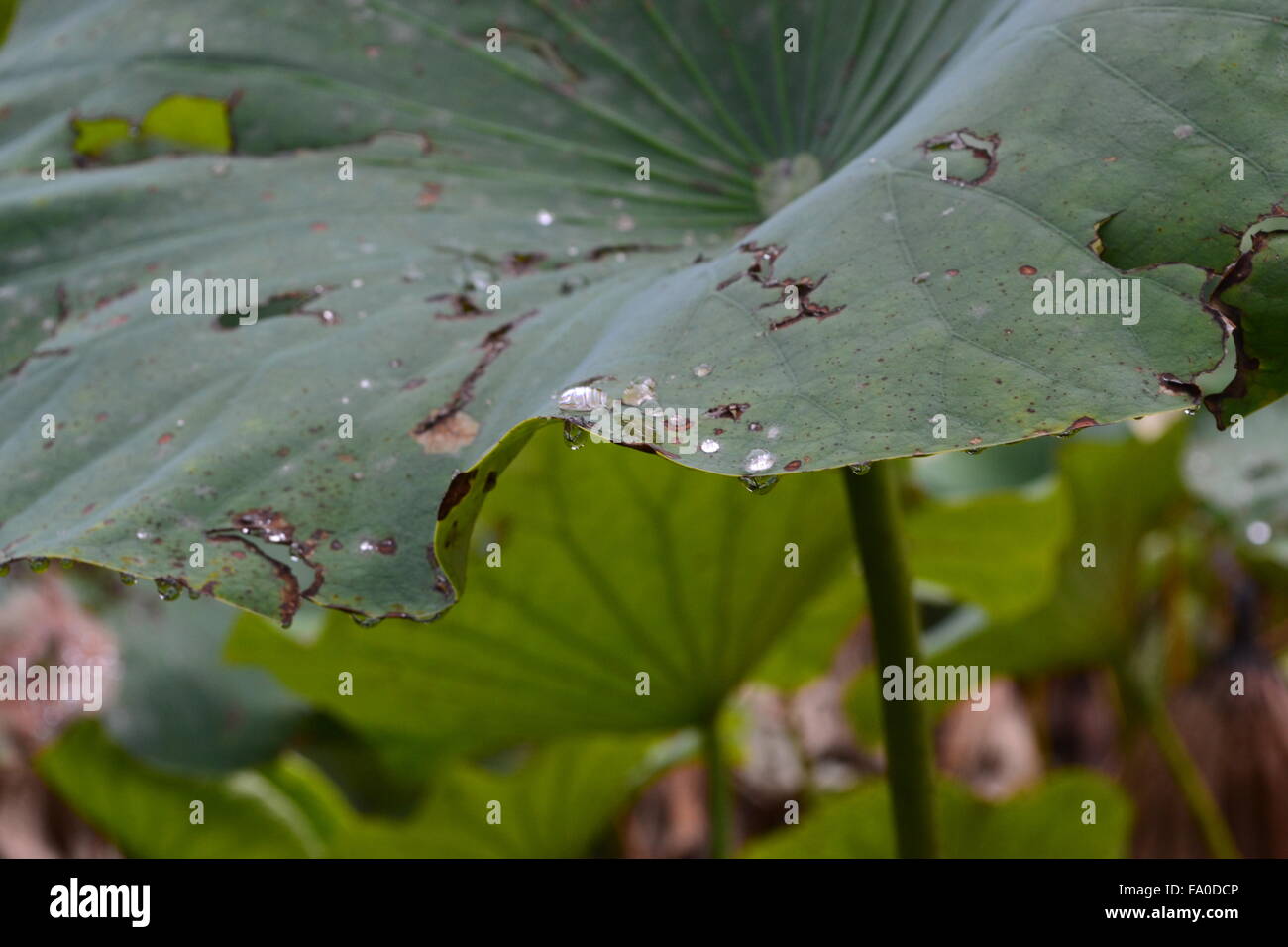 Water drops on lotus leaf Stock Photo - Alamy