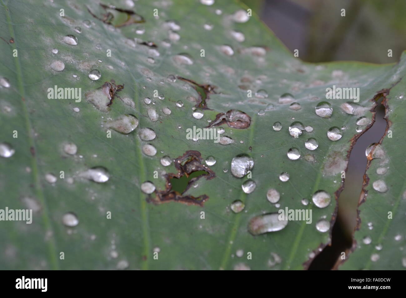 Water drops on lotus leaf Stock Photo - Alamy