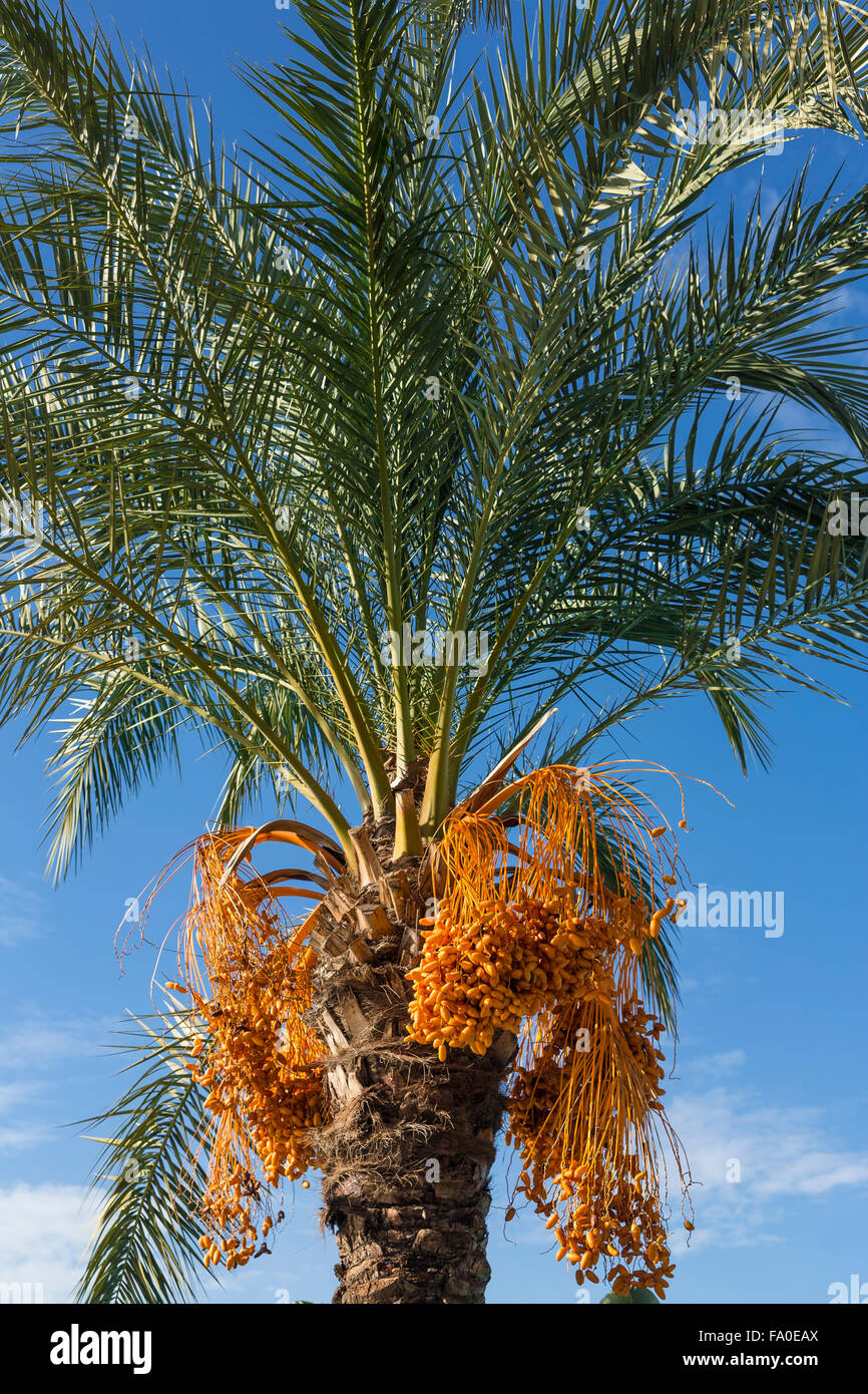 Date Palm Tree Stock Photo - Alamy