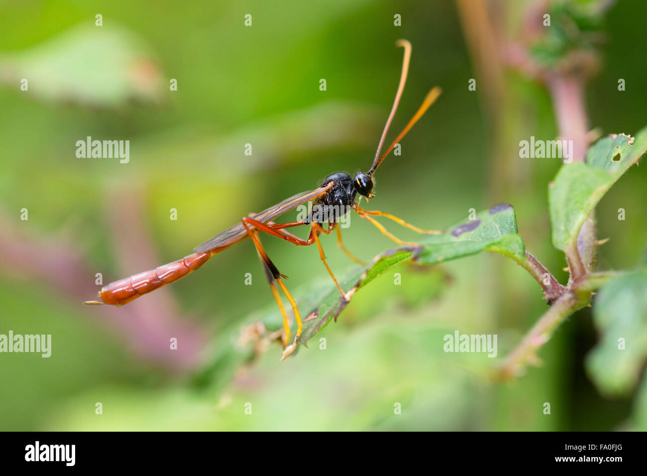 Ichneumon Fly; Habrocampulum biguttatum Single on Leaf; Cornwall; UK