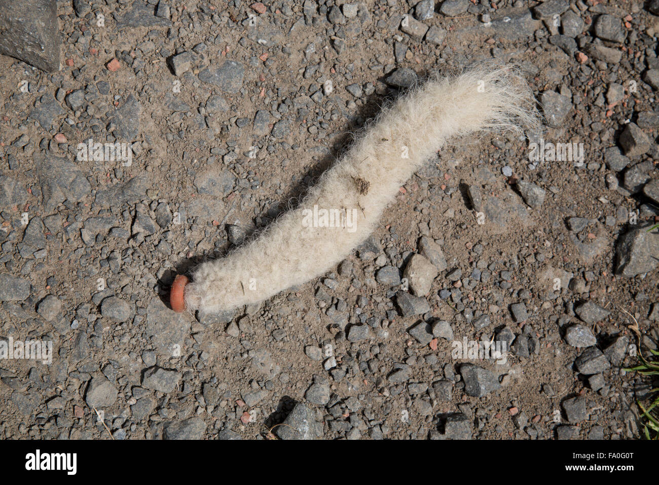 Detach tail hi-res stock photography and images - Alamy