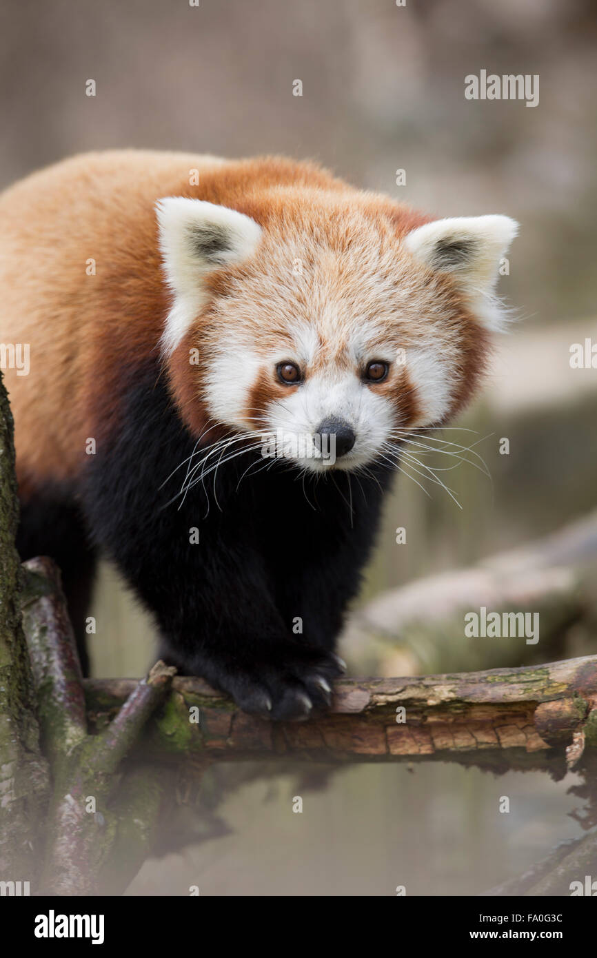 Red Panda; Ailurus fulgens; Captive; UK Stock Photo
