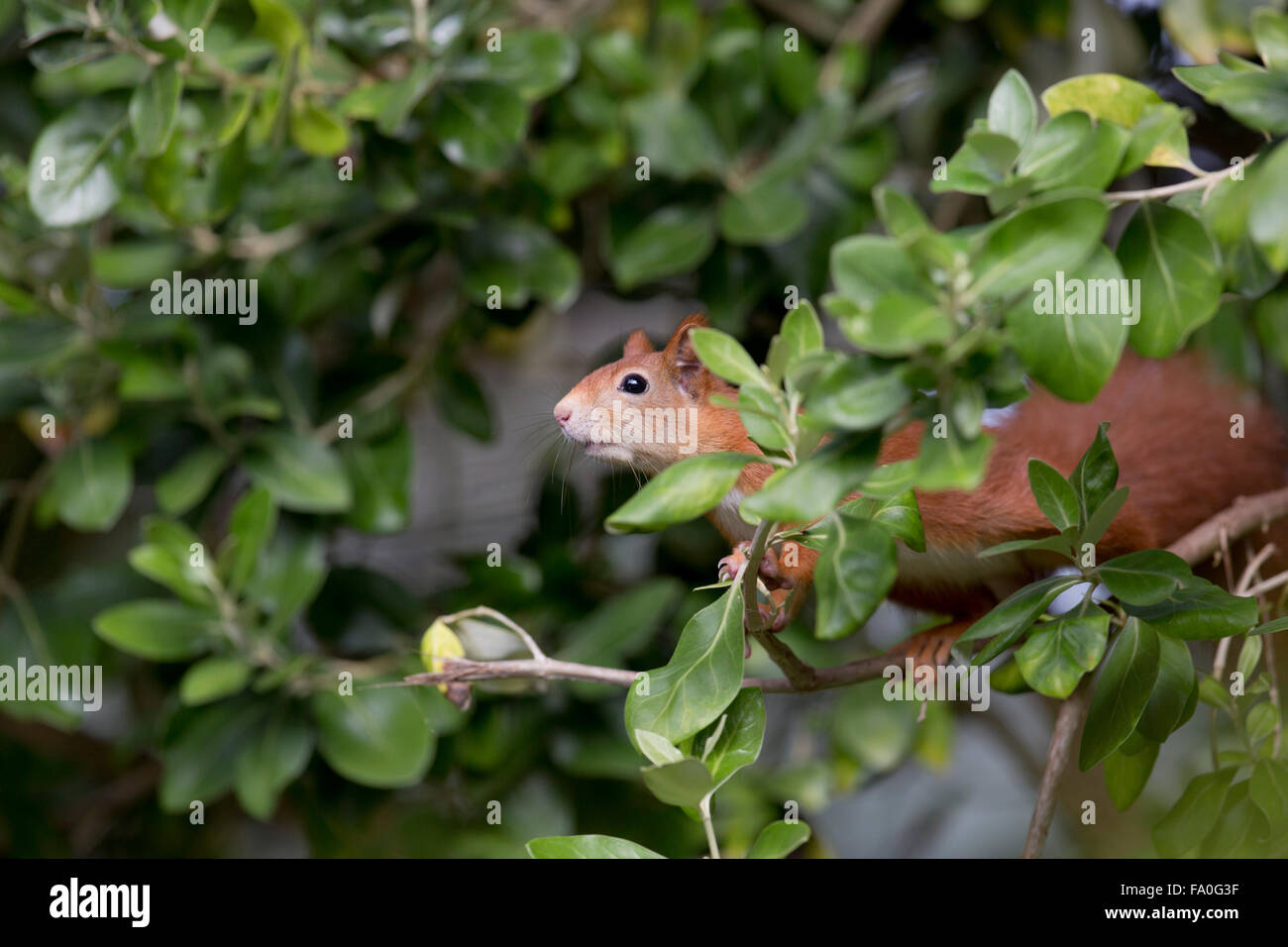 Red Squirrel; Sciurus vulgaris Single in Olearia traversii Tresco; Isles of Scilly; UK Stock Photo