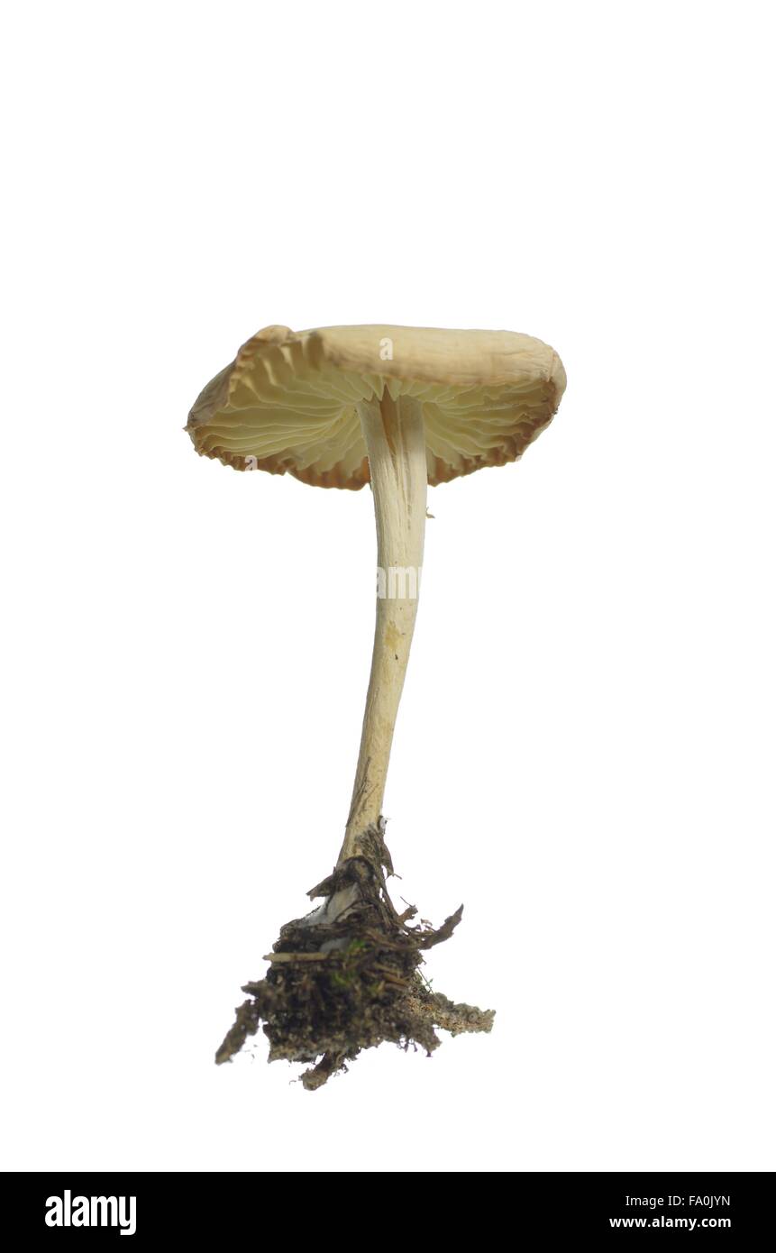 wild mushroom (Marasmius Oreades) on white background Stock Photo