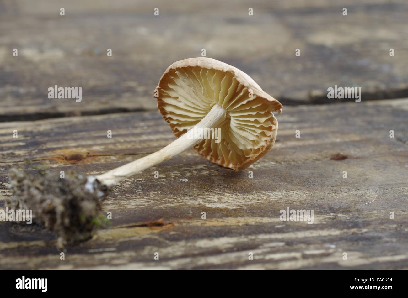 wild mushroom (Marasmius Oreades) wooden board background Stock Photo