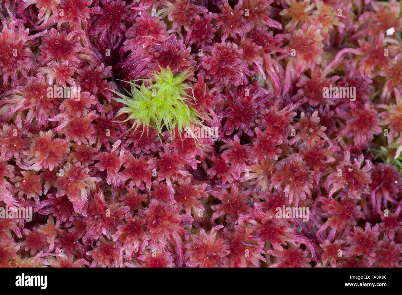 Purple and green peatmoss closeup, Sphagnum magellanicum Stock Photo