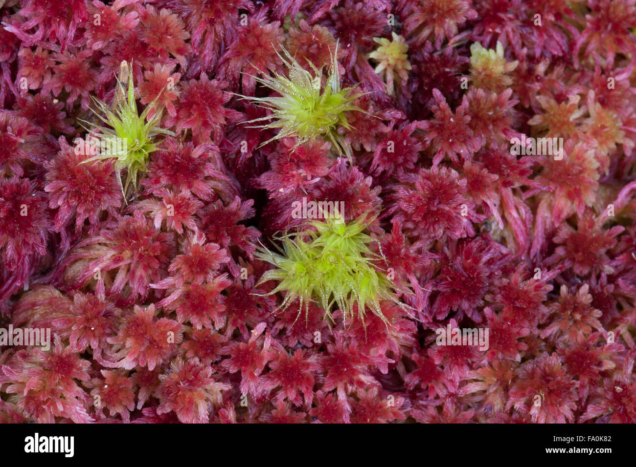 Purple and green peatmoss closeup, Sphagnum magellanicum Stock Photo