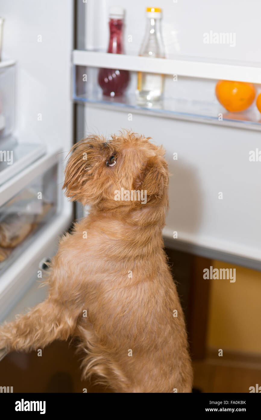 Fridge hires stock photography and images Alamy