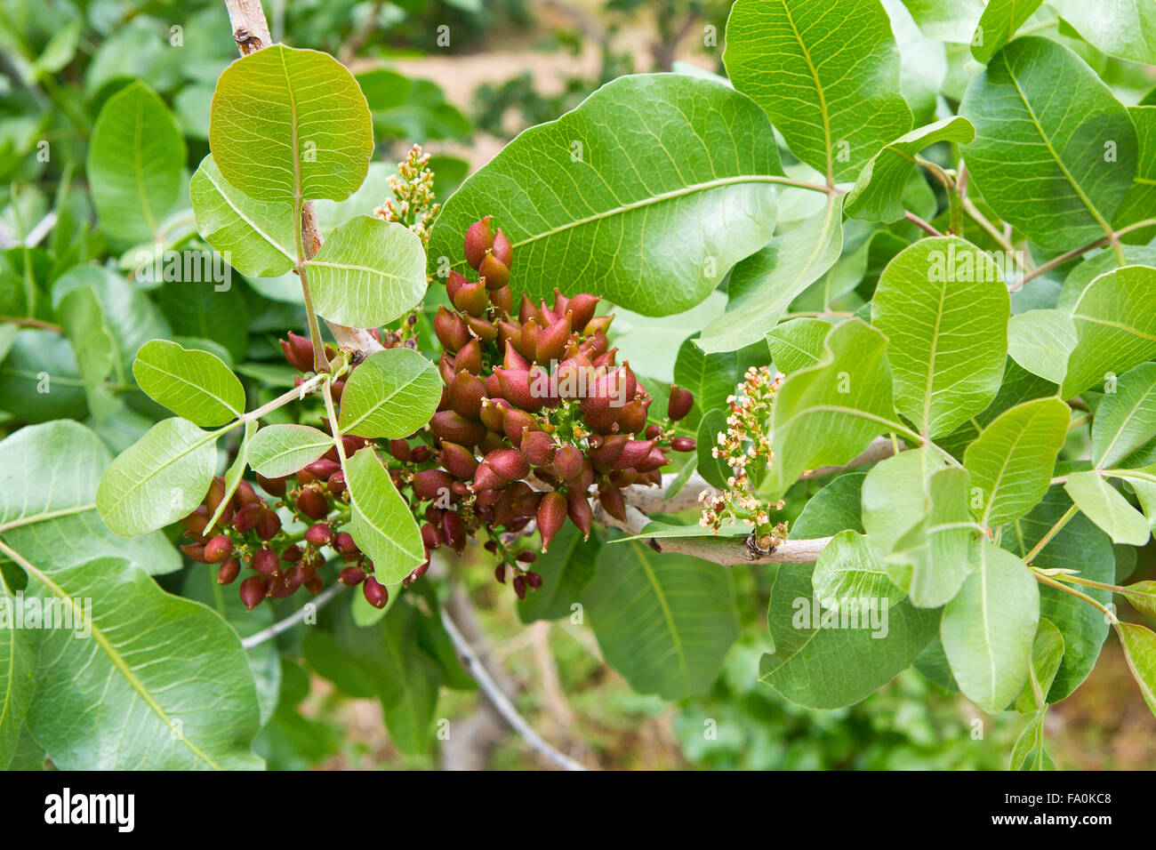 Pistachio tree orchard hires stock photography and images Alamy
