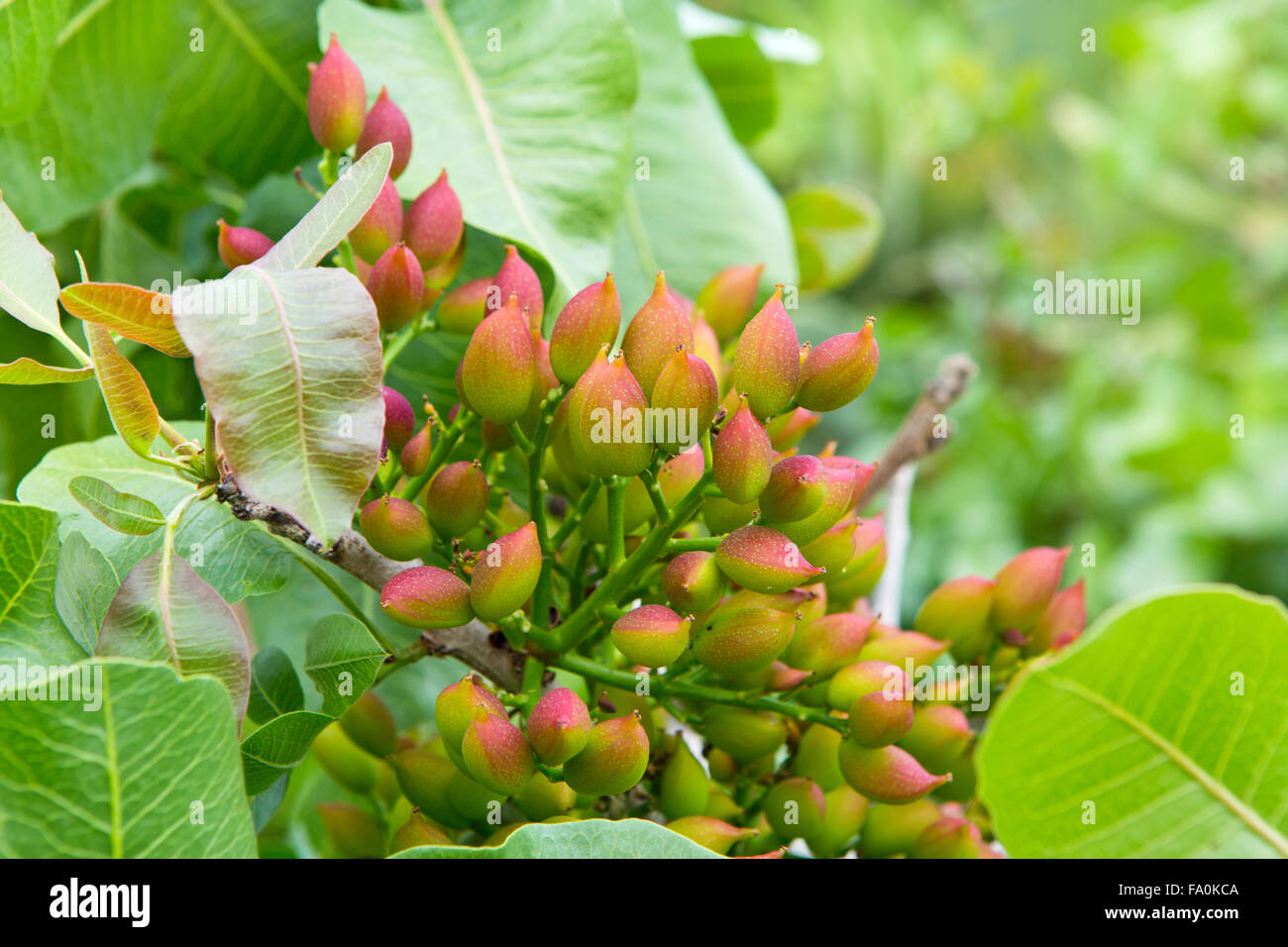 Pistachio tree hires stock photography and images Alamy