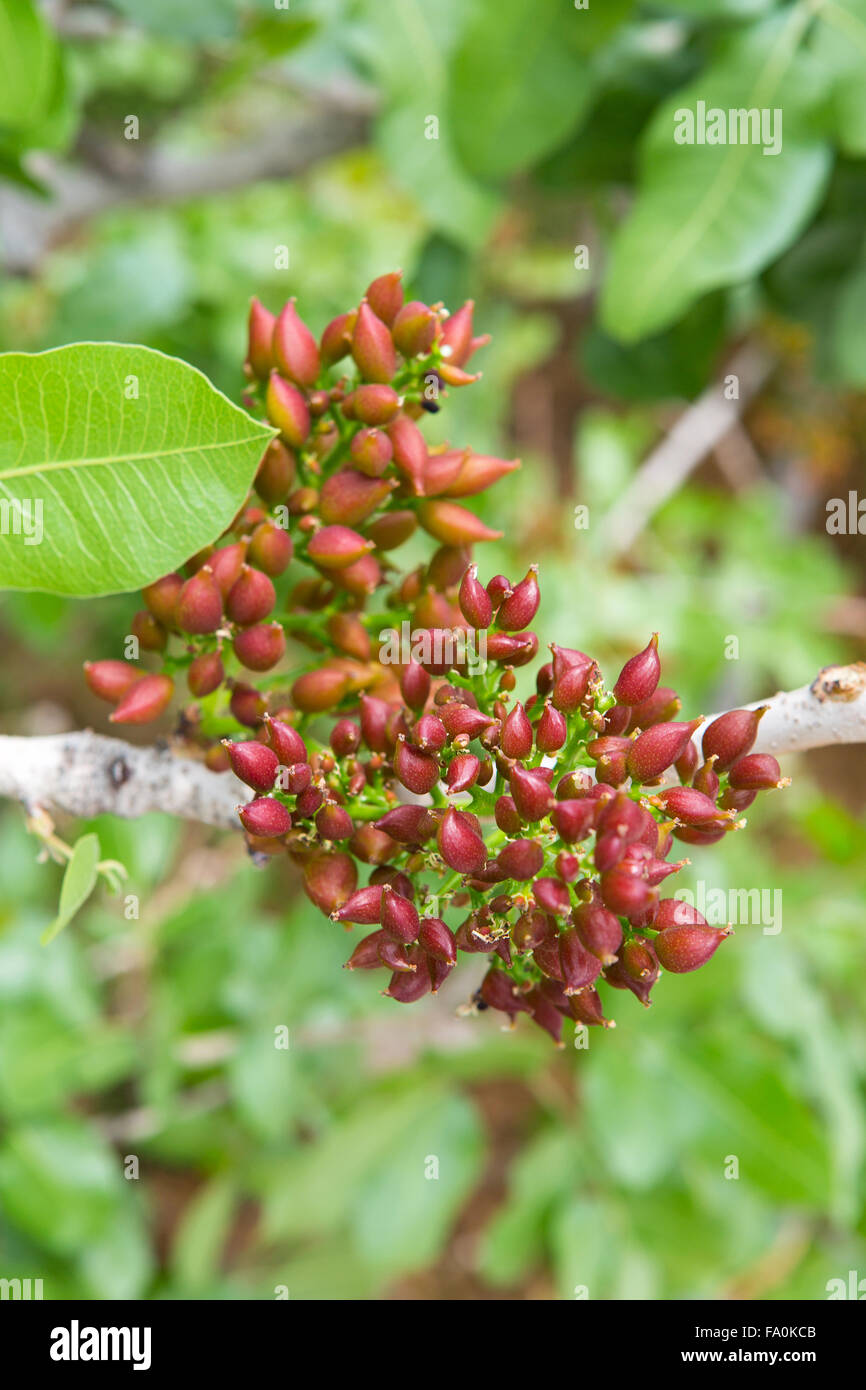 Ripening the fruit of the pistachio tree Stock Photo