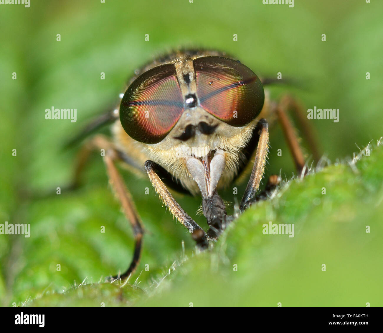 Band-eyed brown horsefly (Tabanas bromius) head-on. A biting fly shown with detail in compound eyes and large jaws Stock Photo