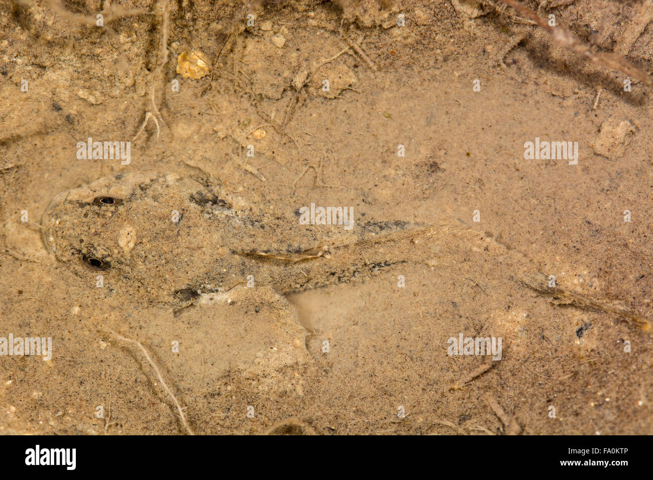 European bullhead fish (Cottus gobio). A freshwater fish photographed from above camouflaged and half-buried in silt at bottom Stock Photo