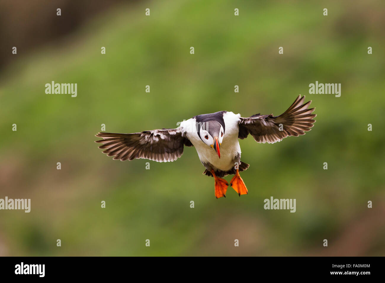 Puffin (Fratercula arctica) in flight; Isle of Skomer Pembrokeshire Wales UK Stock Photo