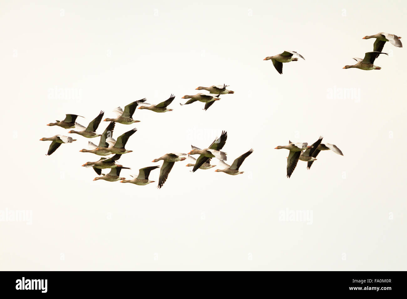 Greylag geese (Anser anser) in flight; Norfolk England UK Stock Photo