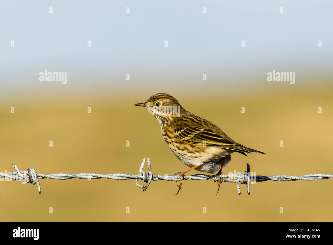 A meadow pipit (Anthus pratensis) perches on a barbed wire fence; Isle of North Uist Scotland UK Stock Photo