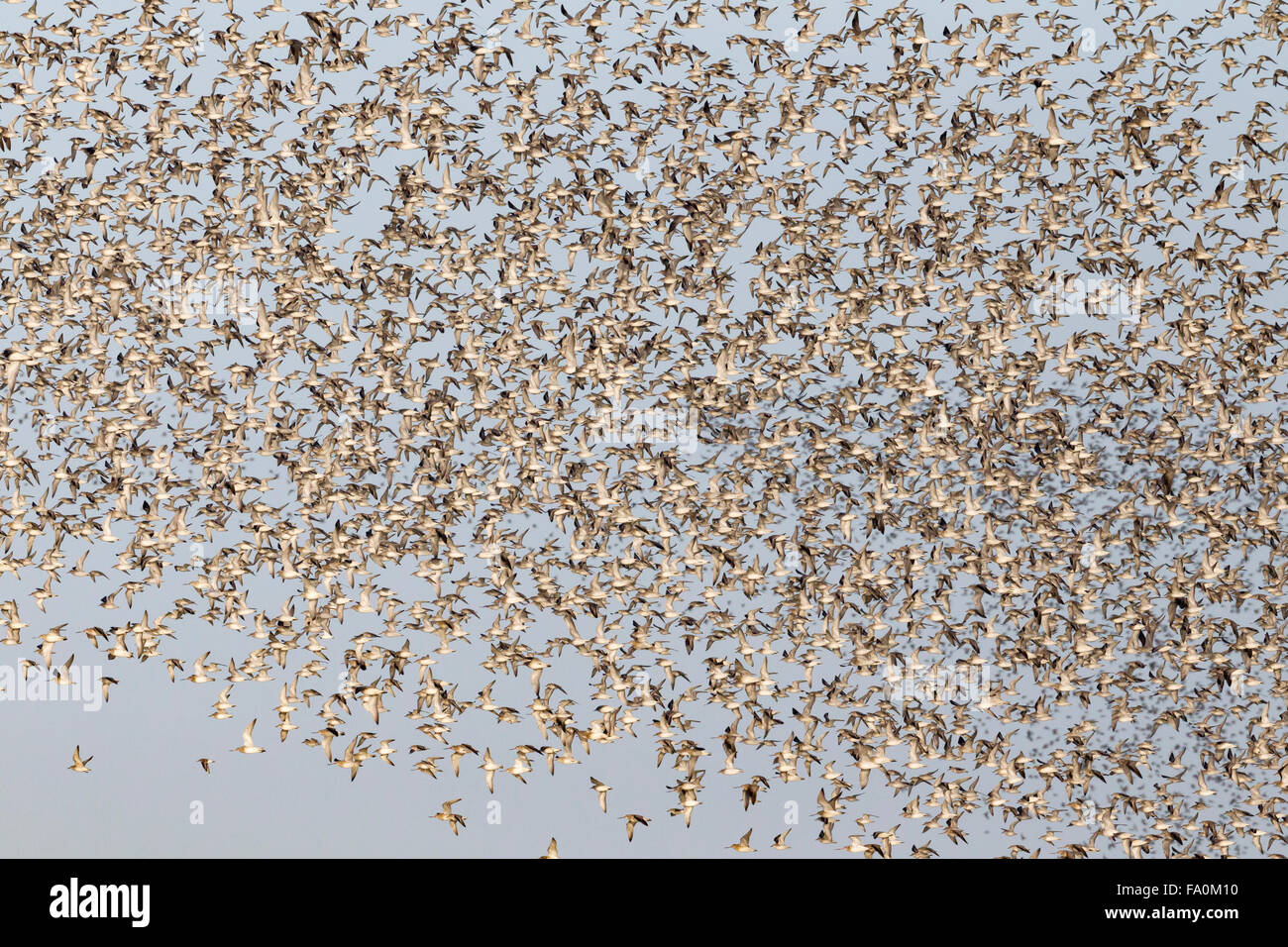Knot (Calidris canutus) fly in a large flock; Snettisham Norfolk England UK Stock Photo