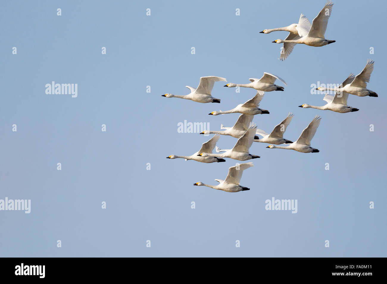 Whooper swans (Cygnus cygnus) flying as a small flock against a blue sky; Norfolk England UK Stock Photo